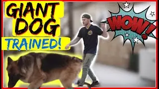 How to Stop a German Shepherd from pulling on the leash - Stop leash pulling now