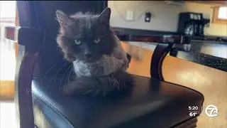Cat returns home after three years