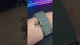Giant pet jumping spider. Coolest spider #animal #spider #cute #insect #bug