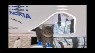 Oiia Cat x Nokia Ringtone (with effects) | Sponsored by Effect 3 