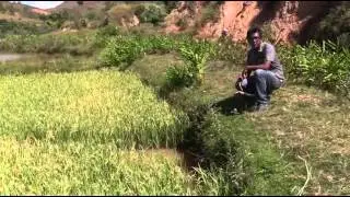 Pisciculture en rizière