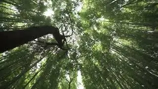 kyoto arashiyama bamboo grove forest glide 01 SBV 328210095 HD