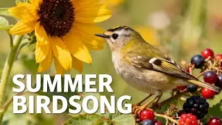 Summer Birdsong 5H: Relaxing Bird Sounds. Fall Asleep Immediately (Deep Sleep)
