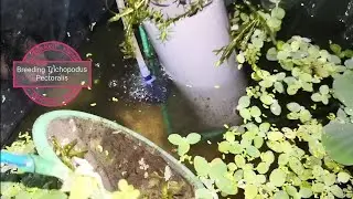 Breeding Sepat Siam, Trichopodus Pectoralis or Snakeskin Gourami Fish