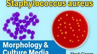 &ldquo;Staphylococcus aureus | Morphology & Culture Media Explained in Hindi 🔬 | DMLT Microbiology&rdquo;