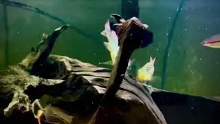 Red Head Tapajos spawning