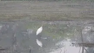 Silent witness of changing climate , the egret reminds us what we are losing drop by drop.