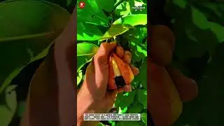 Ackee Fruit: A Tropical Unique Fruit with Shiny Black Seeds #farming #satisfying