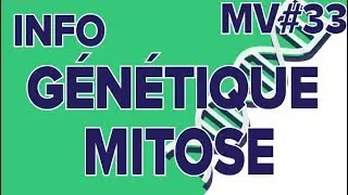 Info génétique Mitose MV#33-SVT Collège-Mathrix