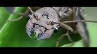 Mosca de pesca Corydalus cornutus