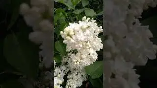 Дача13.05.23там и павлини  есть.