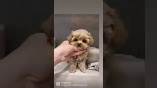 #maltipoo #мальтипу #мальтипумосква #купитьмальтипу #щенкимальтипу