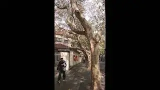 冬日里的上海法租界 #Shorts