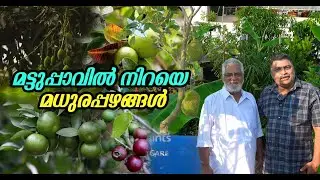 മട്ടുപ്പാവിൽ നിറയെ മധുരപ്പഴങ്ങൾ  | Terrace container fruit plant