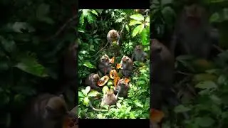 Monkey eat Fruit #monkeyand #monkey #shortsfeed #shorts #shortvideo