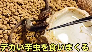 カナヘビ達に巨大なミルワームをあげました【爬虫類】おまけでレオパとマツカサヤモリ
