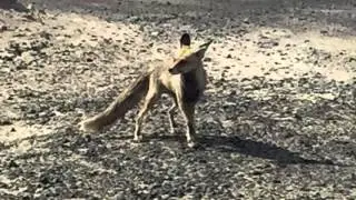 UAE Desert Fox