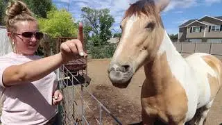 Small Town Farm