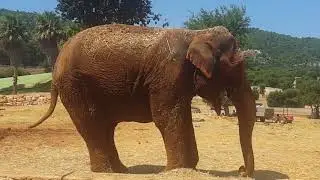 Gli elefanti! | Zoosafari (Fasano)
