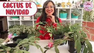 Trasplantando CACTUS DE NAVIDAD│Candy Bu