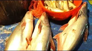 Saddam All Fish Cutting Skills | Big Snapper Fish Cutting Skills In Fish Market #fish​ 🐟🔪🐠