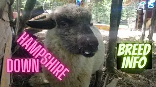 Hampshire Down Sheep - Information Video