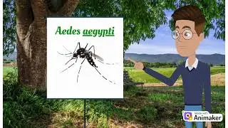 ZIKA: uma importante arbovirose de interesse em sa&uacute;de p&uacute;blica