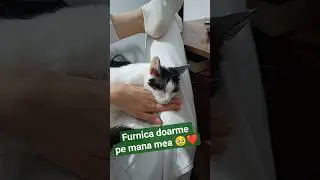 Furnica doarme cu capul pe mana mea 🥹❤️ #pisică #amuzant #vlog #pisica #cat #iubire #animale