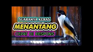 SUARANYA KERAS MENANTANG CEPAT DI RESPON CENDET JENIS APAPUN, MASTERAN CENDET MEWAH KASAR