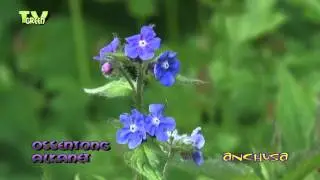 Groene ossentong - Pentaglottis sempervirens - Green Alkanet
