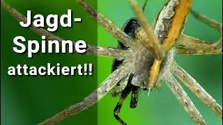 Listspinne in spannender action - hier ist die Story und mein Setaufbau dazu!!