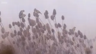 A bit about Teasels and why Goldfinch love them| Winterwatch 2025