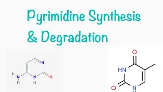 Pyrimidine Synthesis & Degradation, Hereditary Orotic Aciduria: D&N Medical Series