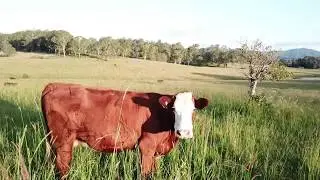 Drone  mustering/herding Kyogle Country Australia