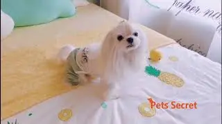 petsserect Light Green Lace Four-legged Pet Dog Clothes Autumn And Winter