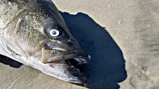 8 Essential Items All Beginner Surf Anglers Need!