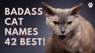 😼 Badass Cat Names 🐾 42 BEST 🐾 GANGSTER 🐾 TOUGH Ideas | Names