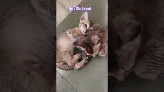 Funnyvdo#catfight#catlove#kitten#playfullcat#cats#catbond