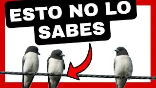 😱Descubre EL SECRETO de PORQUE los pajaros NO SE ELECTROCUTAN