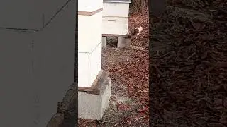 bee keeping south Georgia 🔥 hot December 2021