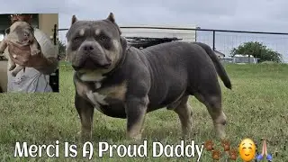 PVBK Ran Over By a Pack of Angry Hungry Puppies! #americanbullypuppies #pocketsizebully #puppy