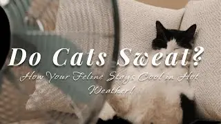 Do Cats Sweat? How Your Feline Stays Cool in Hot Weather!