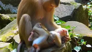 Monkey & Primates I Mom Very Care Baby I So Lovely Baby Monkey I Baby Monkey New Version I Nature