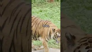 Unbelievable Tiger Survival You Won't Believe!  #animalattacks #ancientanimals #crocodiles #tigers