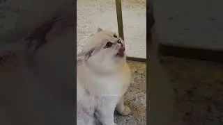 #cat #catsmoves #fyp #foryou #funnyshorts #funnycats #funnyanimals #memes #pets #fuuny #petcat #LL