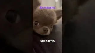 Best bombastic 👀side eyes 🙄🤣🐶#chihuahua #bombasticsideeye #cutedog #shorts #funnydogs
