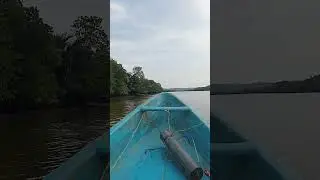 #shortsfeed #cilacaphariini