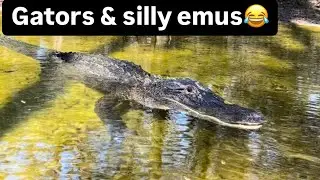 Gators, emus, prairie dogs!