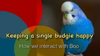 keeping your single budgie happy