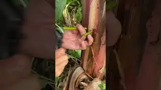 Survival skills:Tips for getting water from banana trees#experiment #skills #outdoors #bushcraft#fyp